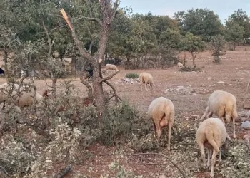 Kontrollü bina yıkımında facianın eşiğinden dönüldü: Mahsur kalan 8 kişi kurtarıldı