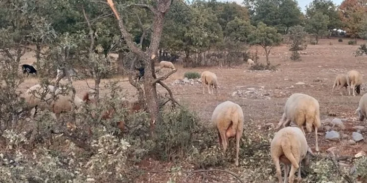 Kontrollü bina yıkımında facianın eşiğinden dönüldü: Mahsur kalan 8 kişi kurtarıldı
