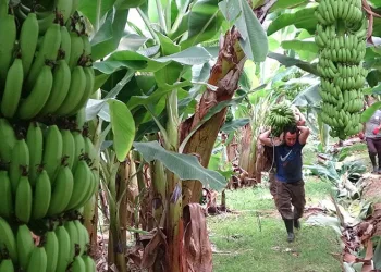 “Fetullah Gülen Amerikan ajanıydı”