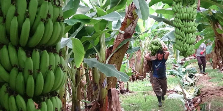 “Fetullah Gülen Amerikan ajanıydı”