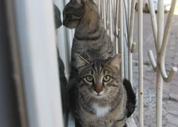 Otomobil takla attı: 1 yaralı