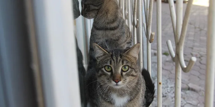 Otomobil takla attı: 1 yaralı