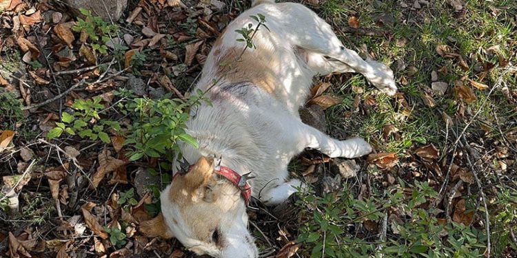 Tır refüje düştü, patatesler yola saçıldı: 1 yaralı