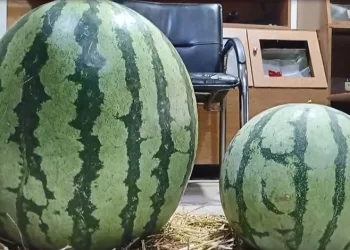 “Fetullah Gülen Amerikan ajanıydı”