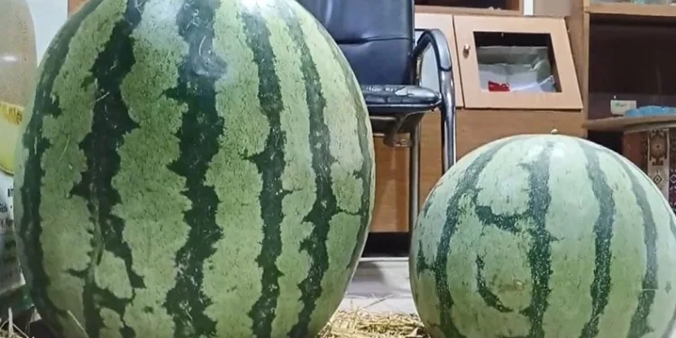 “Fetullah Gülen Amerikan ajanıydı”