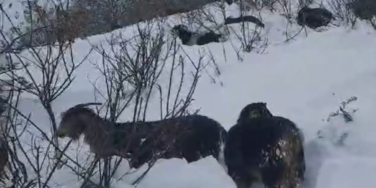 Karlı yaylada müzik molası