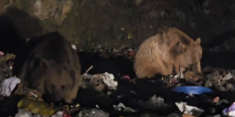 Tilki ve boz ayıların yiyecek arayışı