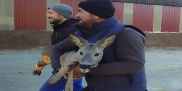 Başıbaş köpeklerden kaçan karaca kurtarıldı