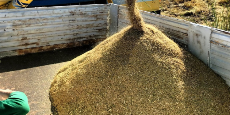 Çeltik üretimine bilimsel dokunuş: Verimlilik arttırılacak