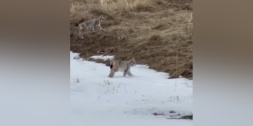 Bayburt’ta karlı arazide gezen iki vaşak görüntülendi