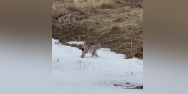 Bayburt’ta karlı arazide gezen iki vaşak görüntülendi