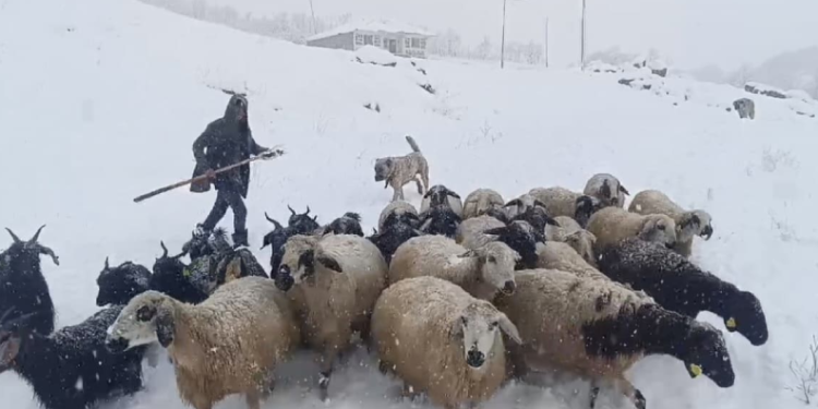 Muş’ta kar yağışı çiftçileri etkiledi