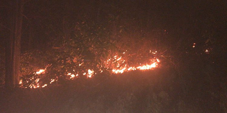 Rize’de orman yangını