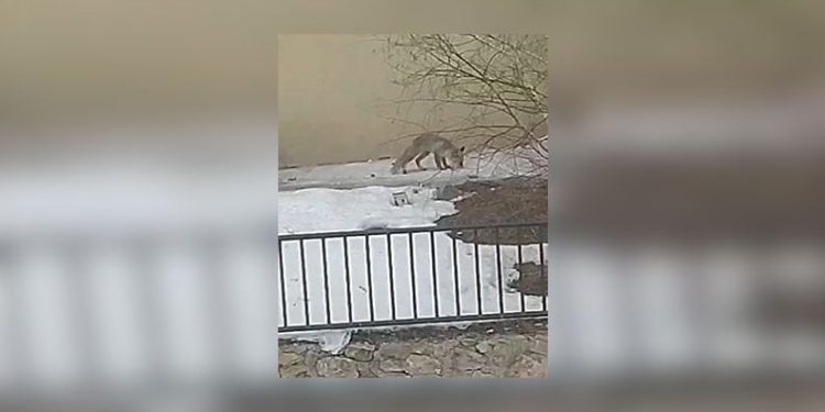 Vali Ali Çelik, şehit ve gazi ailelerini ziyaret etti