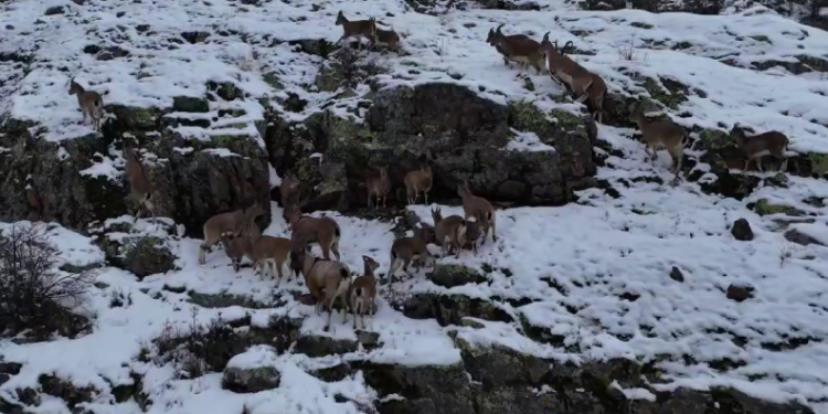 Sürü halinde gezen dağ keçileri görüntülendi