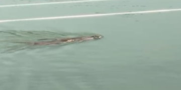 Koruma altındaki su samurları görüldü