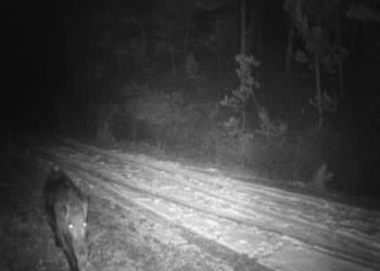 Çankırı’da yaban hayvanları görüntülendi