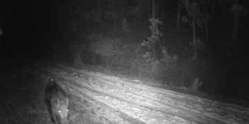 Çankırı’da yaban hayvanları görüntülendi