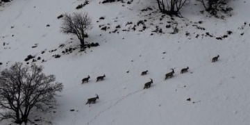 Tunceli’de vadilere inen yaban keçileri görüntülendi