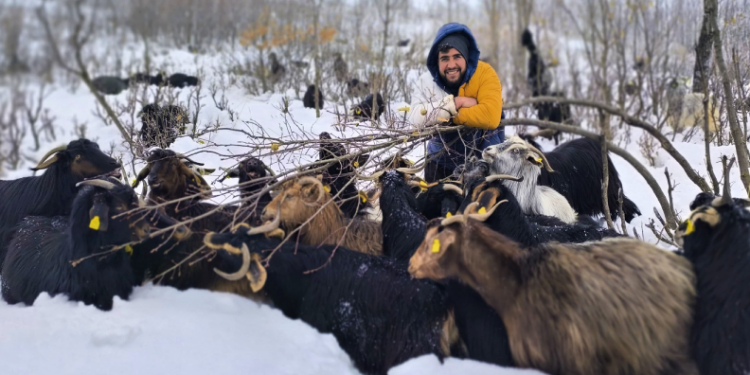 Muş’ta besiciler zorlu kış şartlarına meydan okuyor