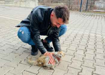 Şırnak’ta can çekişen kedi kalp masajıyla hayata tutundu