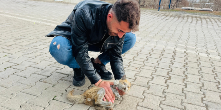 Şırnak’ta can çekişen kedi kalp masajıyla hayata tutundu