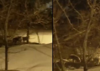 Hakkari’de kurt sürüsü görüntülendi