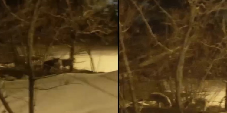 Hakkari’de kurt sürüsü görüntülendi