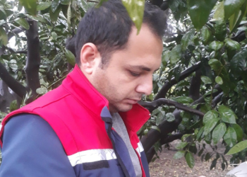 Akdeniz meyve sineğinde artış olmadı, üreticiler sevindi