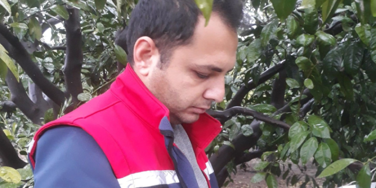 Akdeniz meyve sineğinde artış olmadı, üreticiler sevindi