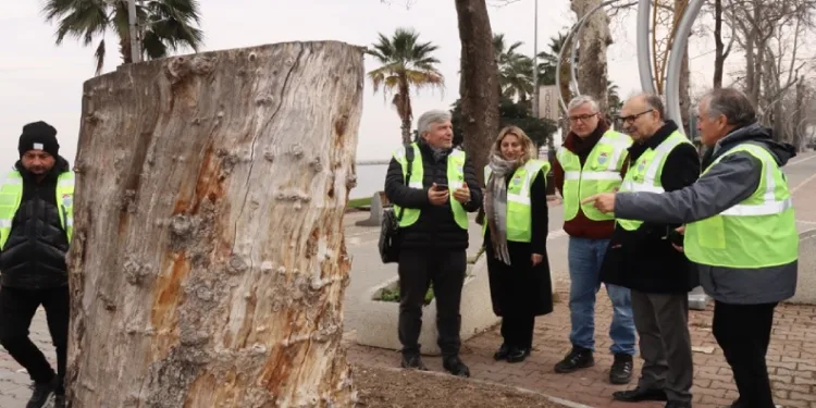 Yalova’da tarihi anıt ağaçlar incelendi