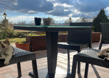 Sevimli dostlar sandalyelerde güneşli havanın keyfini çıkardı