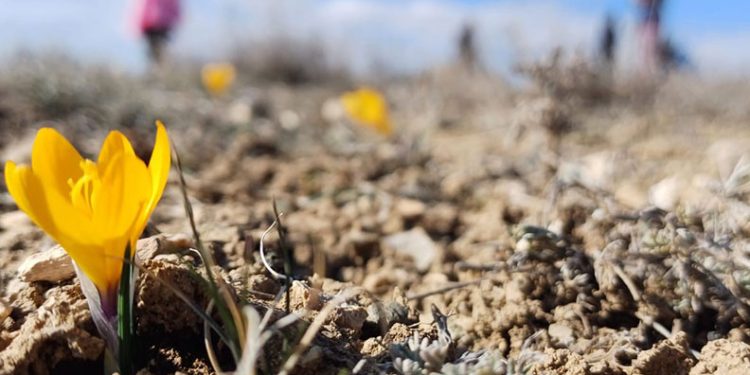 Bahar’ın habercisi kardelenler erken çiçek açtı