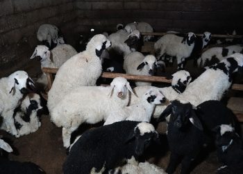 Bayburt’ta yeni doğan kuzularla birlikte besicilerde tatlı telaş yaşanıyor