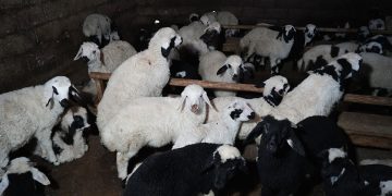 Bayburt’ta yeni doğan kuzularla birlikte besicilerde tatlı telaş yaşanıyor