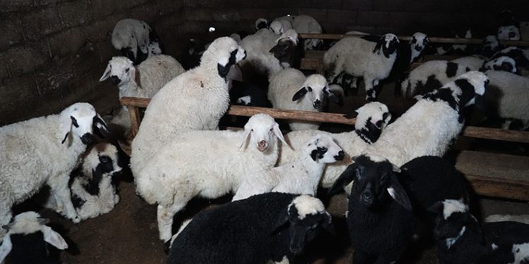 Bayburt’ta yeni doğan kuzularla birlikte besicilerde tatlı telaş yaşanıyor