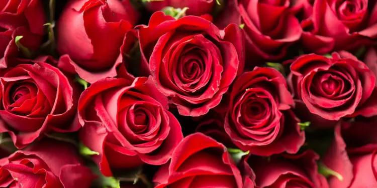 Sevgililer Günü nedir?