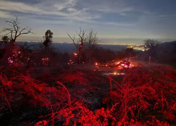 Yalova’da orman yangını