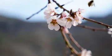 Gümüşhane’de badem ağaçları çiçek açtı