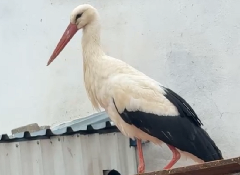 Yaren Leylek'in gelişi