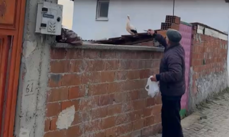 Yaren leyklek'in gelişi