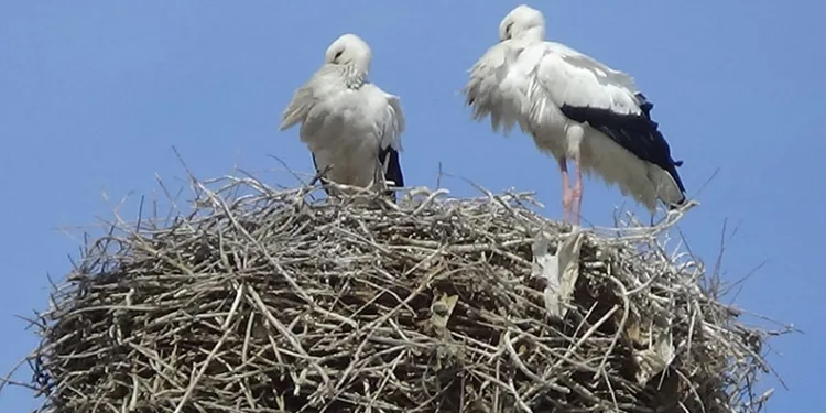 Baharın müjdecisi leylekler Iğdır’a gelmeye başladı