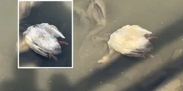 Yeşilırmak’ta balıkların ardından kaz ölümleri görüldü