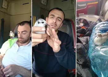 Rizeli’nin minik martı ile dostluğu