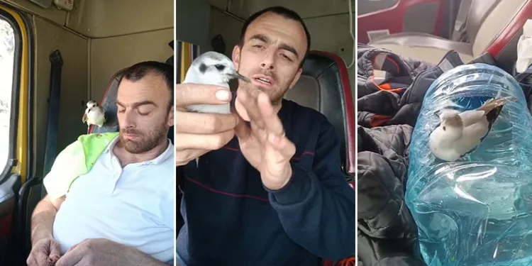 Rizeli’nin minik martı ile dostluğu