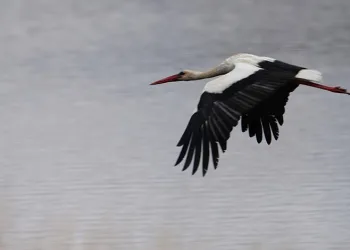 Baharın habercisi leylekler baraj çevresini mesken tuttu
