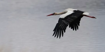 Baharın habercisi leylekler baraj çevresini mesken tuttu