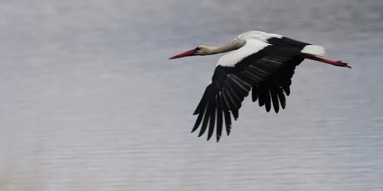 Baharın habercisi leylekler baraj çevresini mesken tuttu
