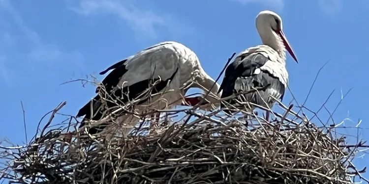 Arpaçay’a gelen leylekler 70 yıldır aynı yuvayı kullanıyor