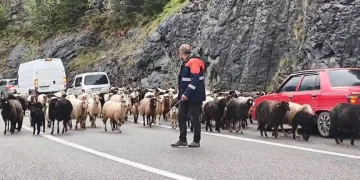 Artvin’de yaylaya giden koyun sürüsü karayolunu işgal etti